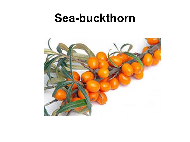 Sea-buckthorn